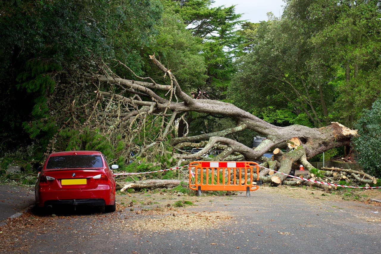 A large tree has fallen, blocking the road with debris. A red car is nearby.